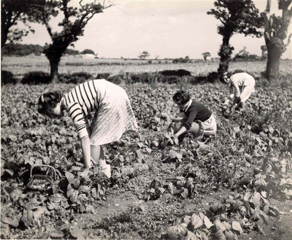 Photo:Bean picking Caister-on-Sea