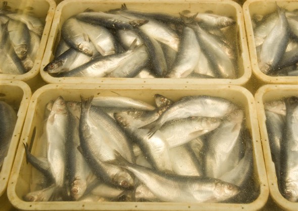 Photo:Close-up of herring soaking in water