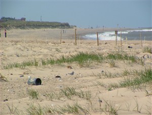 Photo:Spot the terns on North Denes beach!